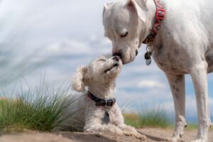 dog names male in india